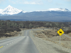 Guanacho crossing
