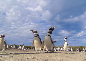 Magellan penguins