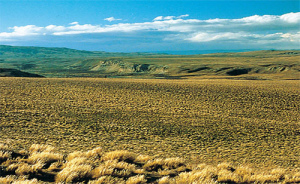 Southern pampas